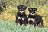 SCHNAUZER NAIN 039